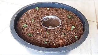 أفضل طريقة لزراعة النعناع في المنزل
