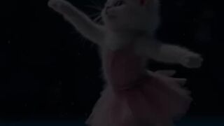 Cat ice skating white and videos cute cat