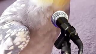Beautiful song tune by parrot