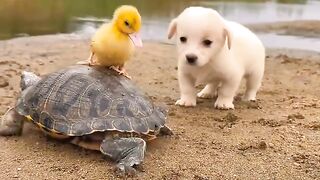 Turtles dog and duck