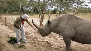 Lovely Rhino