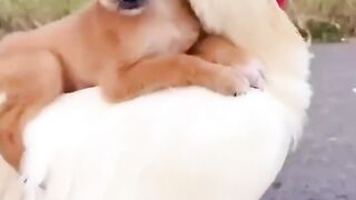 Dog and hen funny video
