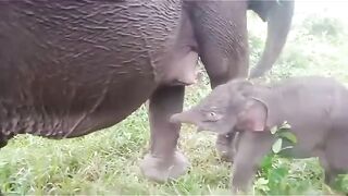 Baby Sweet Elephant