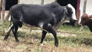 Black Cows