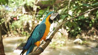 Parrot ????????