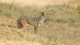 Fox & Wildlife
