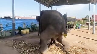 Funny Elephants