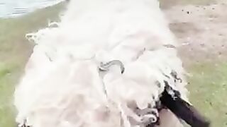 Sheep veduo vairal