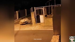 VIRAL FUNNY VIDEOS