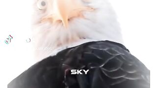 Attitude level