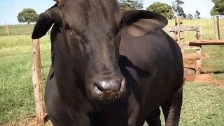 Bull in 5000bce # viral short # short video