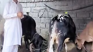 হাসতে হাসতে কান্না চলে আসছে।