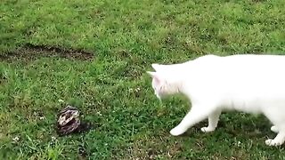 cat attitude