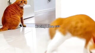 Kucing Core