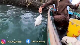 Mangroves Fishing From Ibrahim Hedri To Pittyani