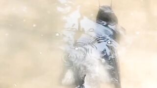 Cacing Sutera langka, ganti dengan ini untuk pakan larva lele