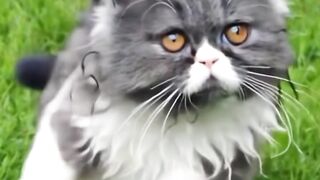 Cute cats