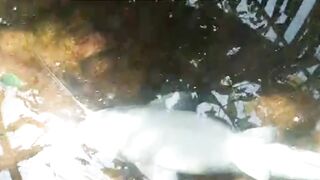 Penyebab induk lele MATI saat dipijahkan