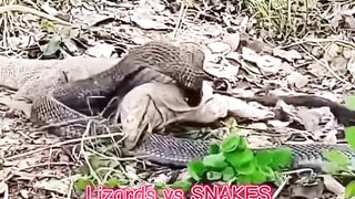 Lizards vs SNAKES 1