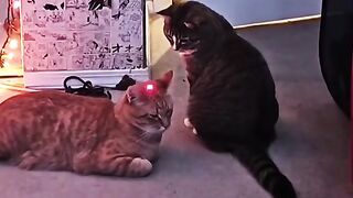 Cats so fast and attitude