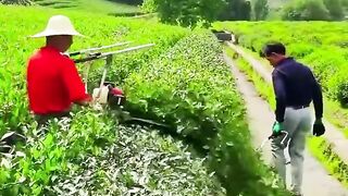 The process of pruning tea tree leaves