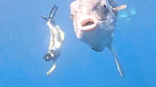 The size of an Ocean Sunfish