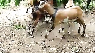 Domestic male goat