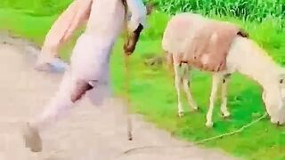 funny video