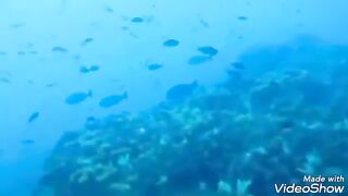 مناظر طبيعيه في قاع البحر