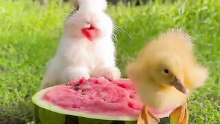 funny video