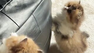 Funny Kitten ????????????