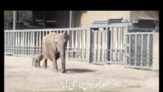 Dekho bacchon hathi aaya