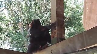 Older Monkey