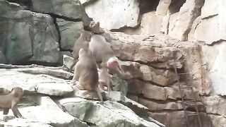 Baboons Fighting