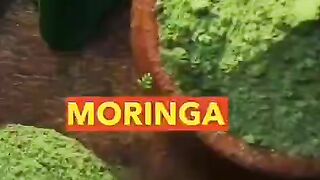 Moringa benfits, you can buy it with discount on 2 bottles, the link in video description