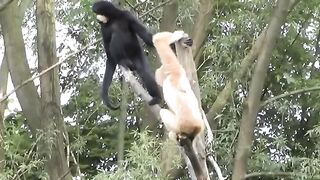 Monkeys & Nature