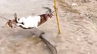 Fun Video