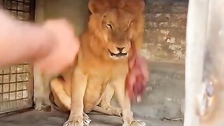 Wild Life