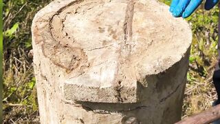 মধুর চাক সহ মৌমাছি সহ মধু রয়েছে এই গুড়ির ভিতর