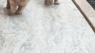 Puppies