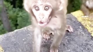 monyetgacor