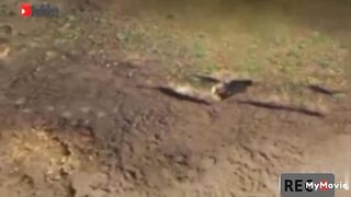 Detik detik Seekor Bebek dikejar Buaya Air