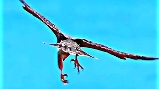 This is philigrin falcon