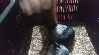 gry bird