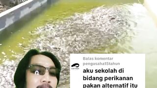 Pakan alternatif itu sebenarnya pakan utama ikan lele, pelet itu hanya sampingan
