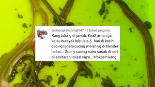 Tidak ada CACING SUTERA, bagaimana jika cacing TANAH diblender untuk pakan larva lele