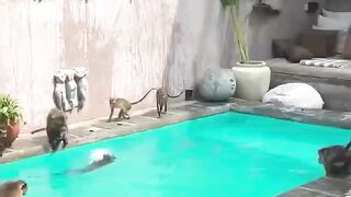 Monkey game