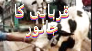 animals from citizens flee after snatching sacrificial