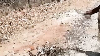 Animal