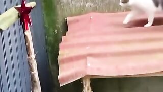 Funny videos cat